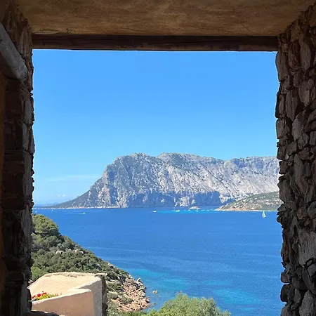 Blue Dawn Capo Coda Cavallo